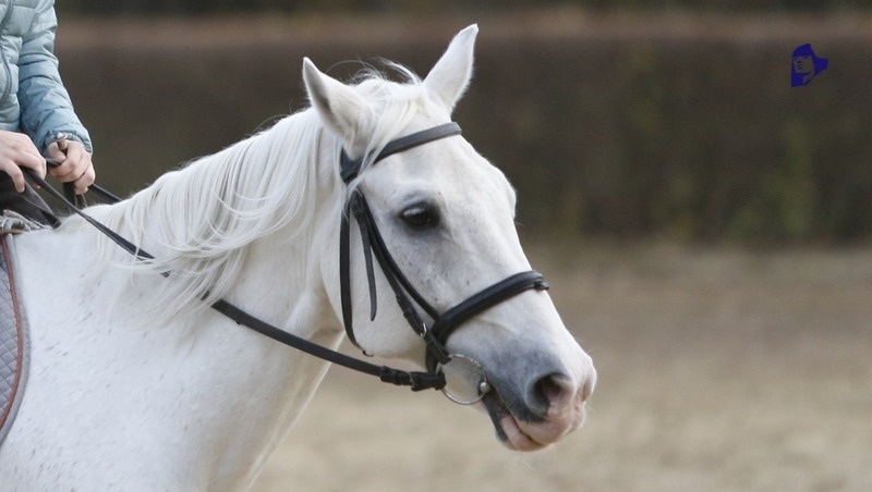      Фото: ИА «Победа26»