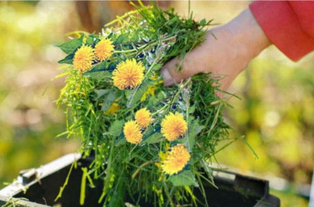 Весеннее «золото» для вашего огорода: как приготовить удобрение из одуванчиков и повысить урожай
