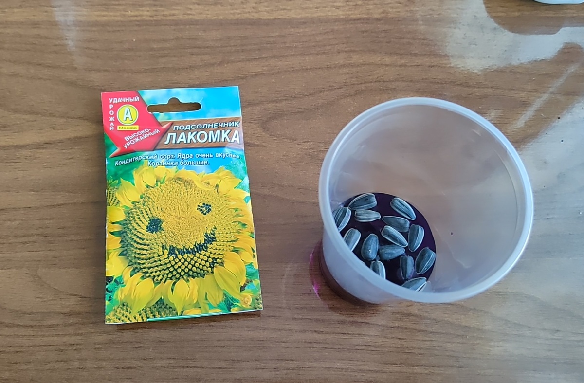 Обеззараживаем семена в растворе марганцовки