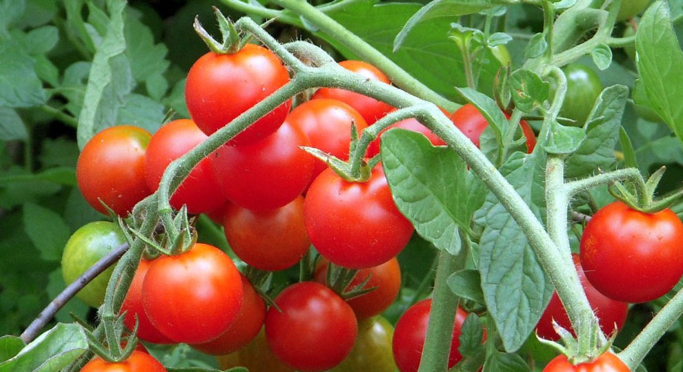 Готовлю натуральное удобрение всего из 3 деревенских продуктов. Урожай томатов вырос в полтора раза после первого применения