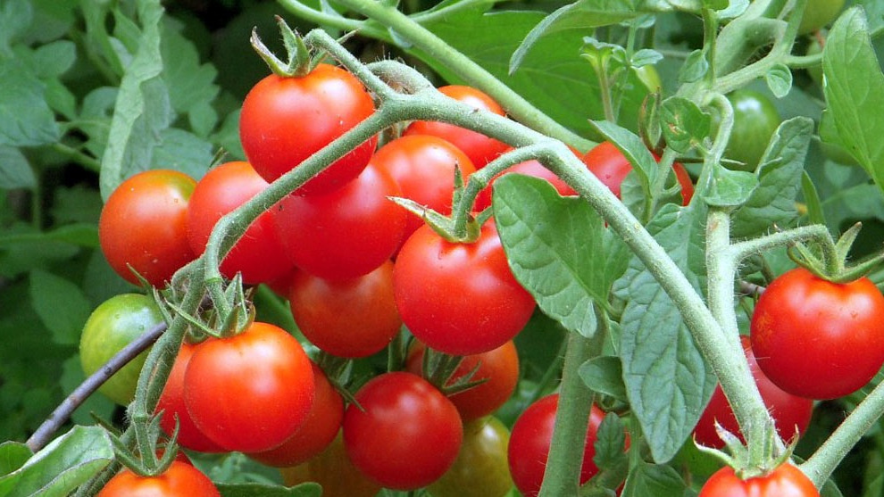 Мои томаты после применения натуральной подкормки.