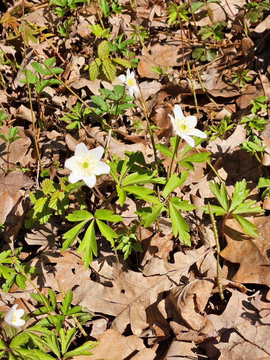 Ветреница дубравная.