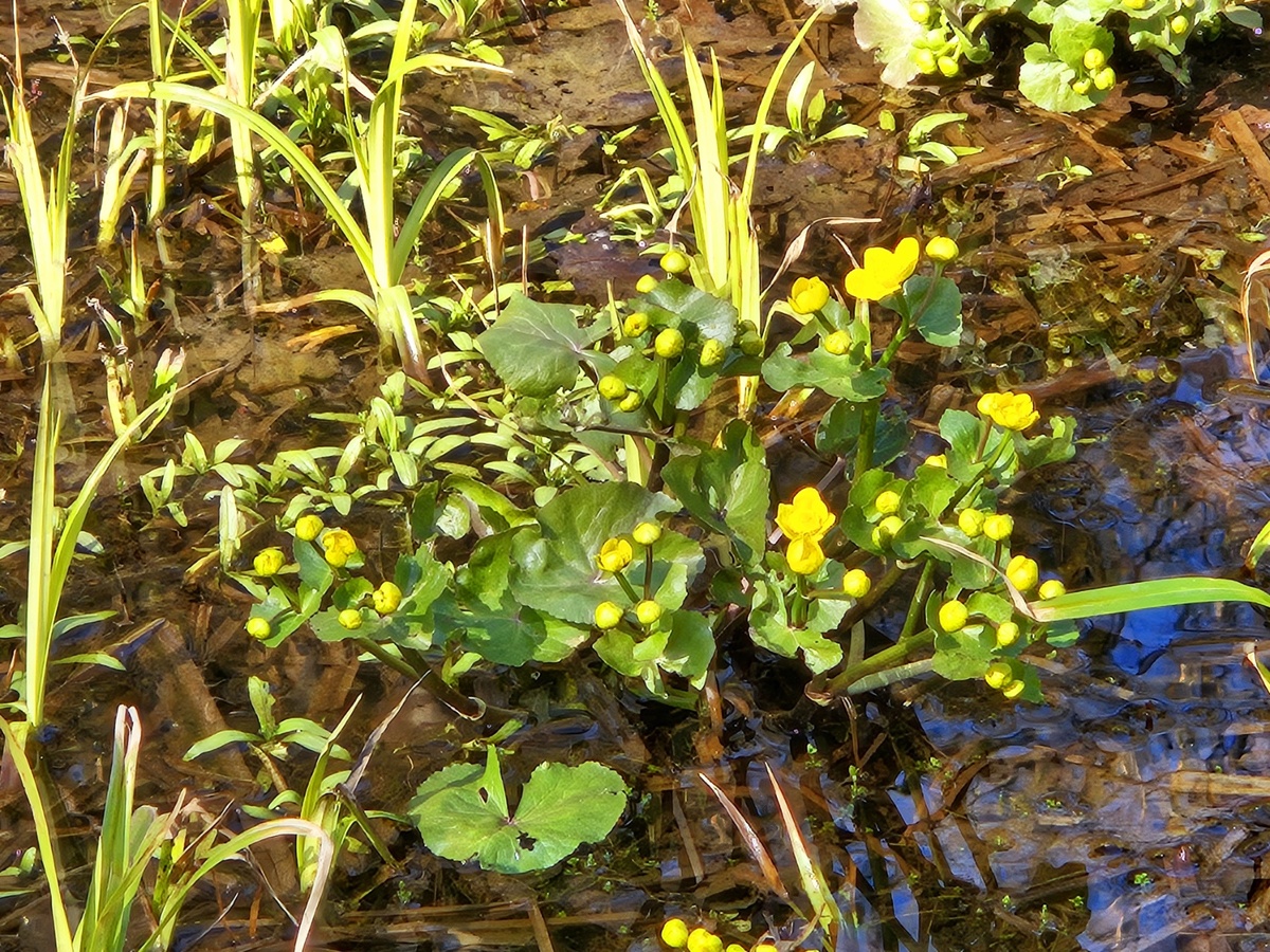Калужница болотная (лат. Cáltha palústris) — травянистое многолетнее растение, вид рода Калужница (Caltha) семейства Лютиковые (Ranunculaceae).