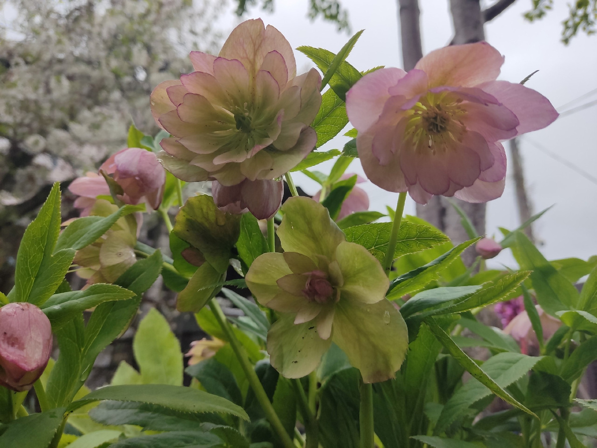 Морозник на фоне цветущих вишен