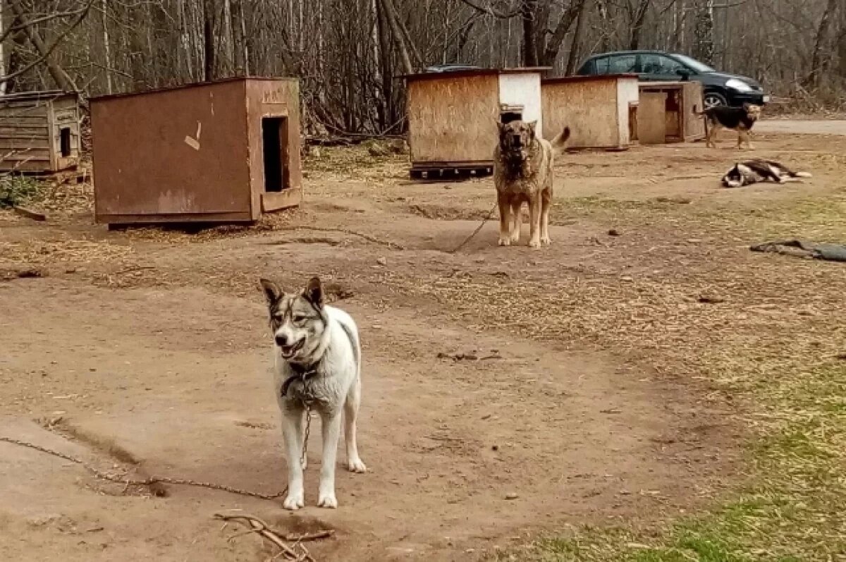    В Удмуртии действует метод отлов – стерилизация – вакцинация – выпуск