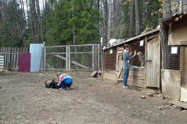    Стоимость контракта на отлов безнадзорных животных составляет 11,6 млн руб. Фото: Альянс защитников животных в Удмуртии