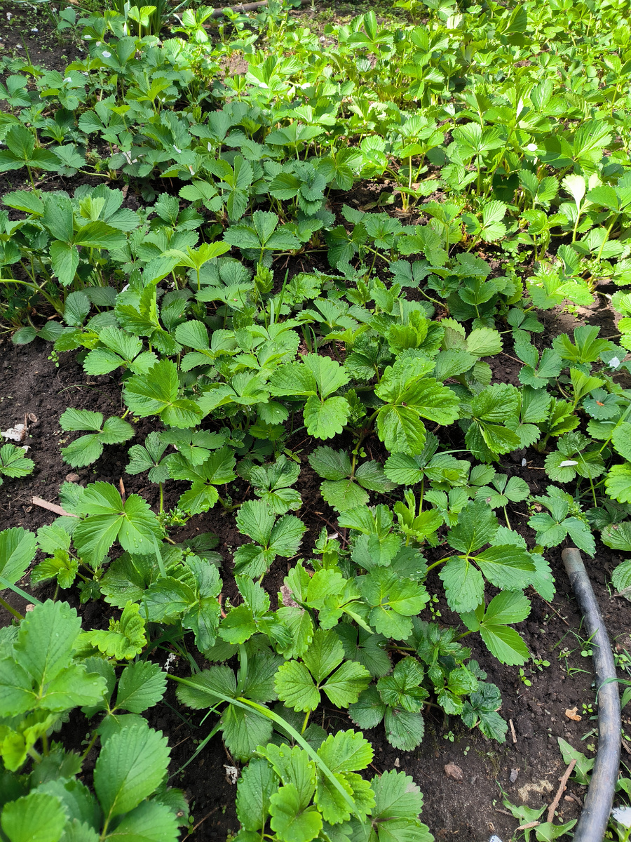 Обзор клубники после подкормки  две недели назад. 