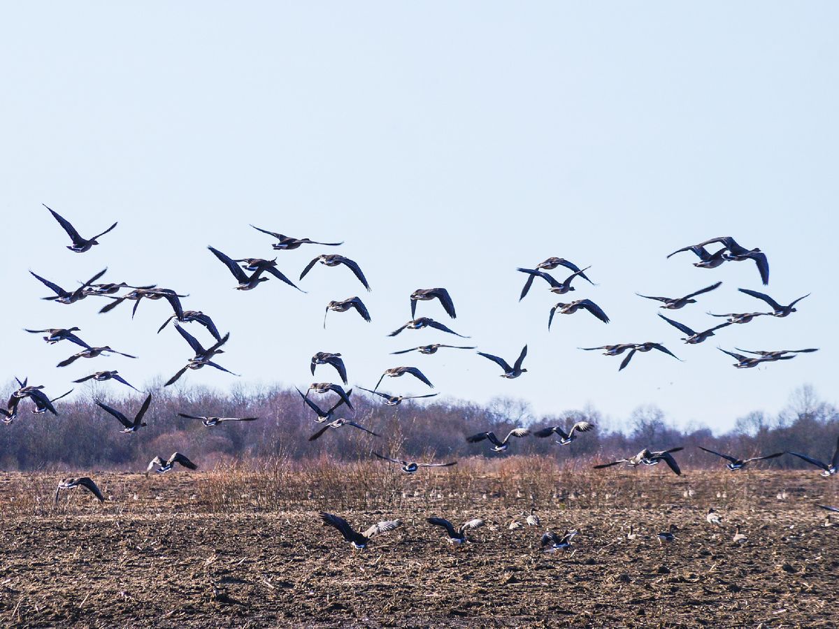 Стая диких гусей 