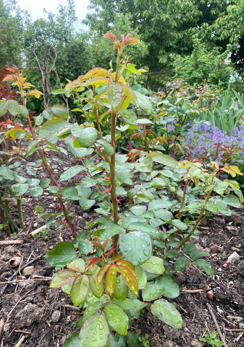 Весенняя профилактическая обработка роз от болезней 