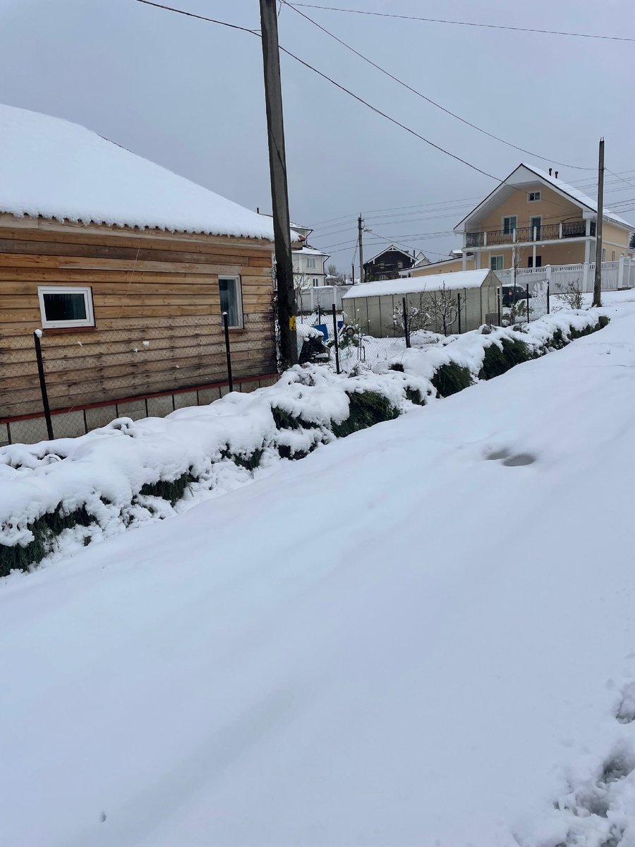 Это - живая изгородь выше меня ростом. Но сейчас её просто сложило к земле. Сможет ли она выжить?😳