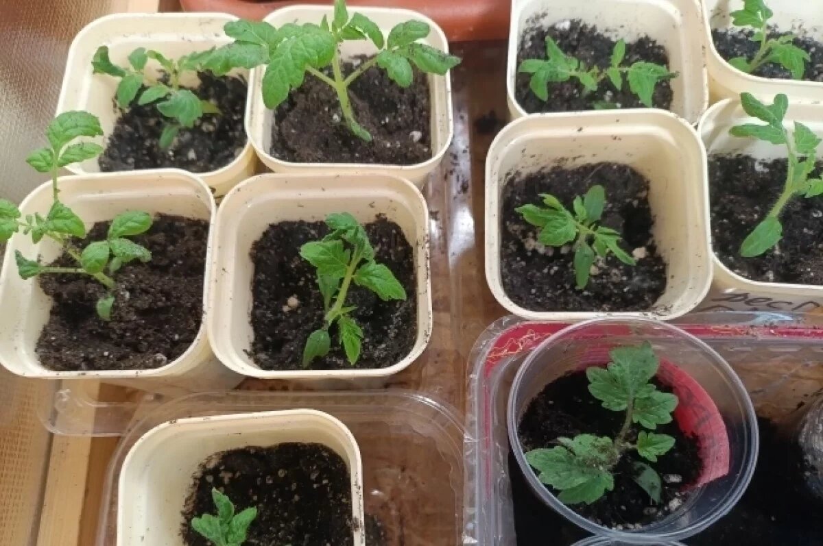    Тюменский агроном поделилась секретами высаживания томатов в теплицу