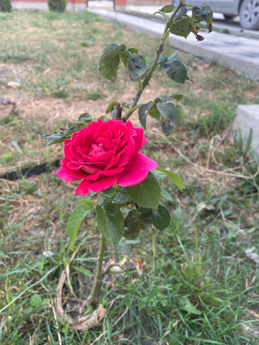 Фото автора: та самая роза