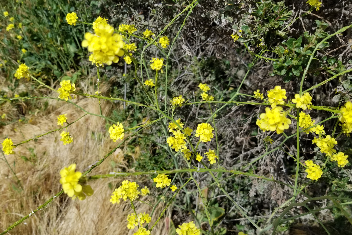 Инвазивные виды сорняков могут изменить функционирование экосистемы