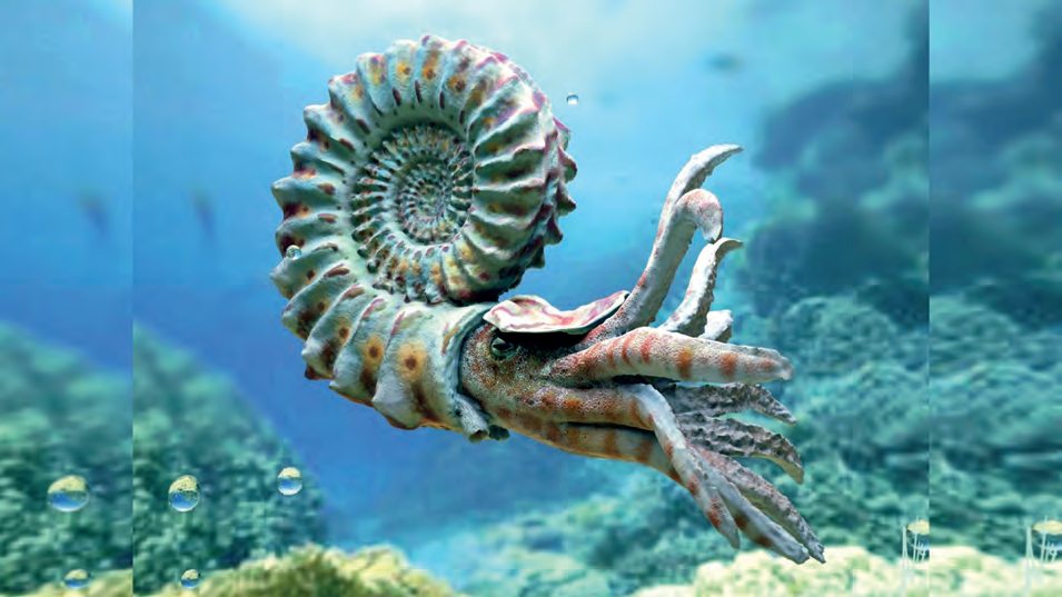 Аммонит в естественной среде