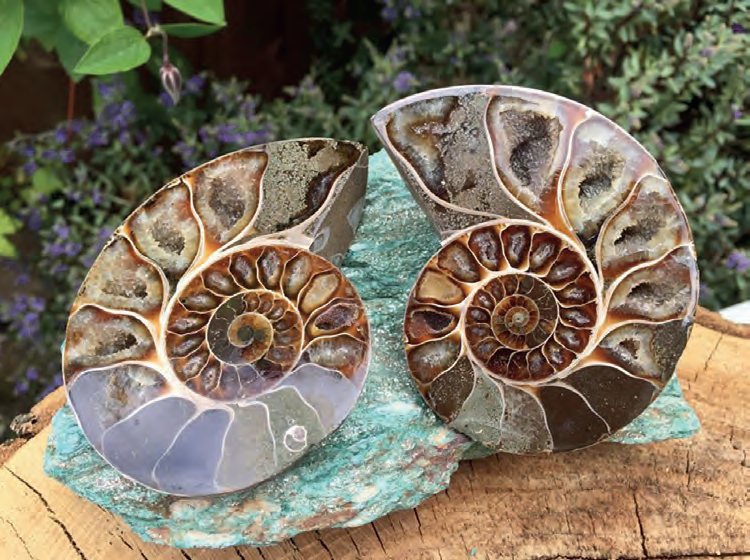 Аммониты, природные