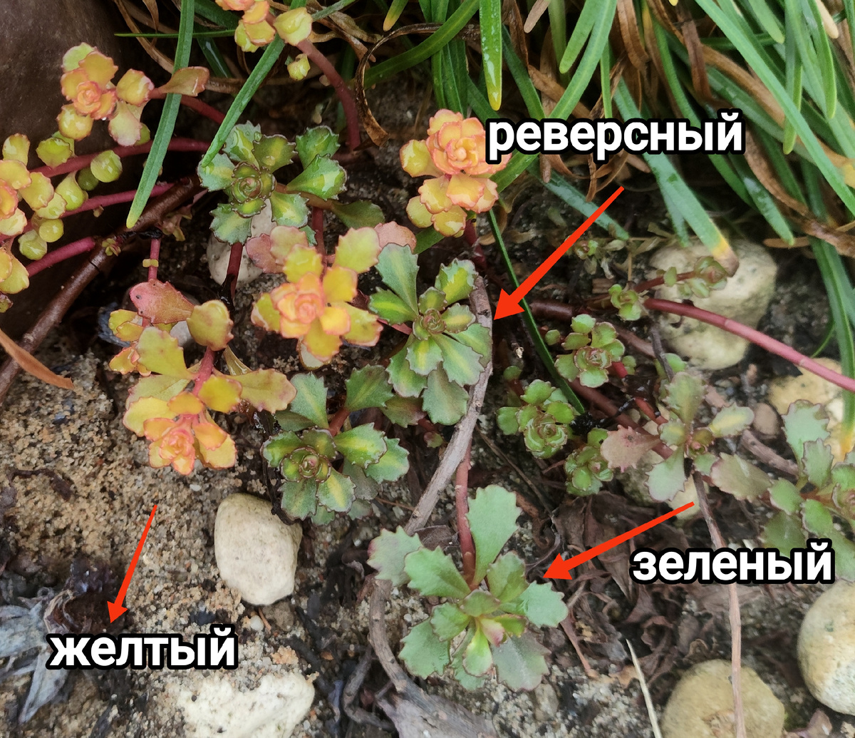3 вида, образовавшиеся от реверснй расцветки очитка Миддендорфа (весна 2025год)