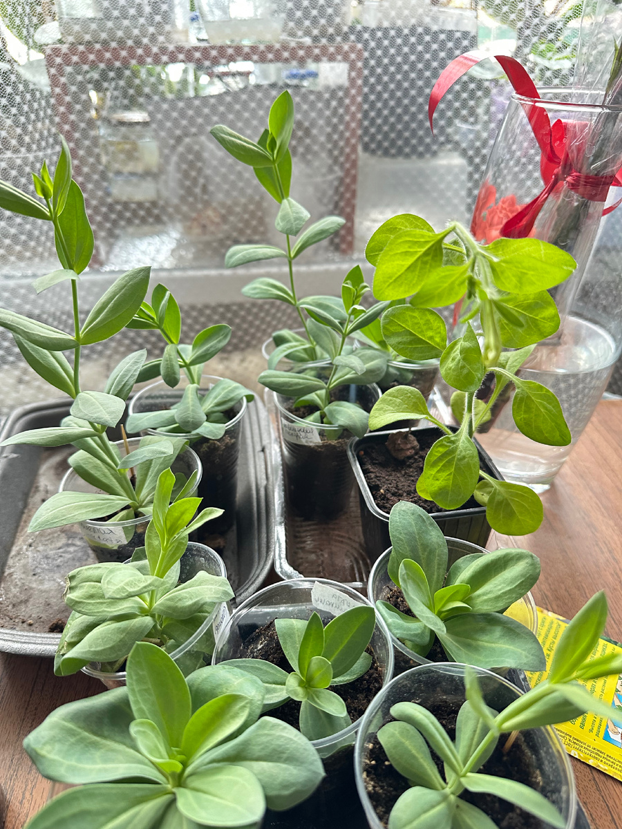 Вот такой разносол