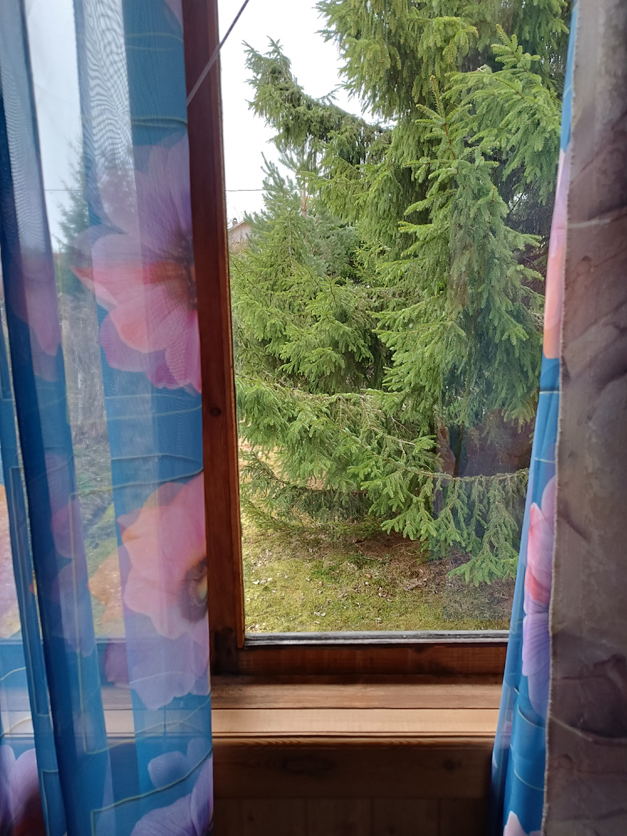 Как же приятно просыпаться на даче под пение птиц!