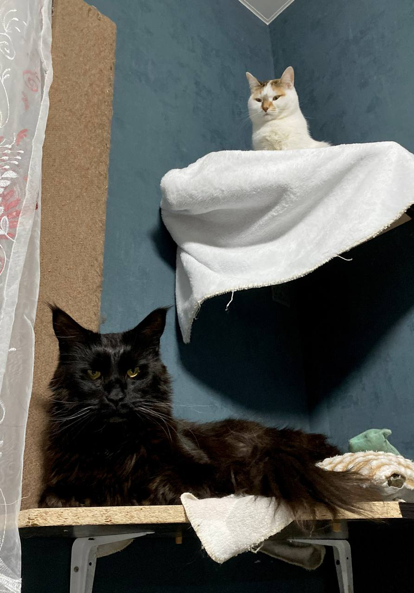 Автостопом по галактике: противники самых разумных существ на Земле