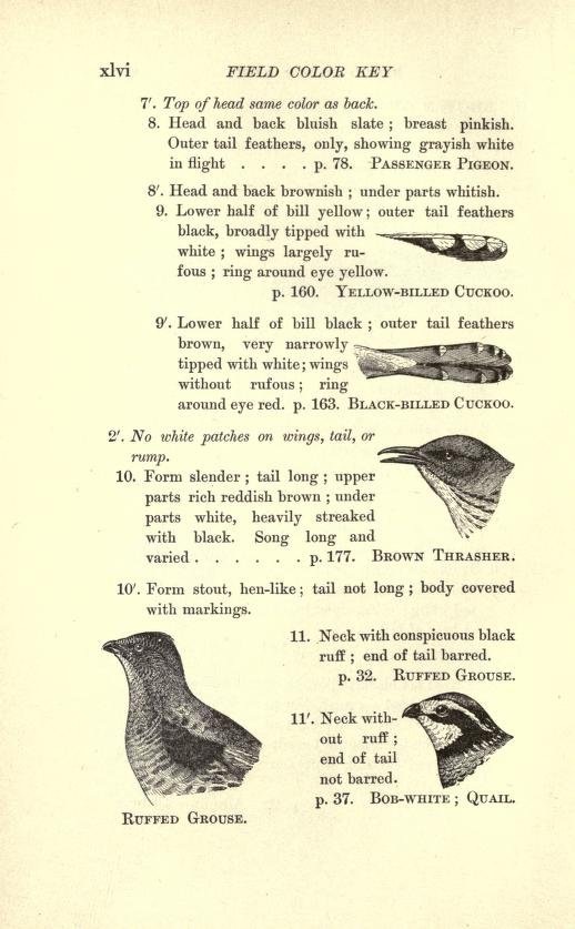 страница из книги Бейли
