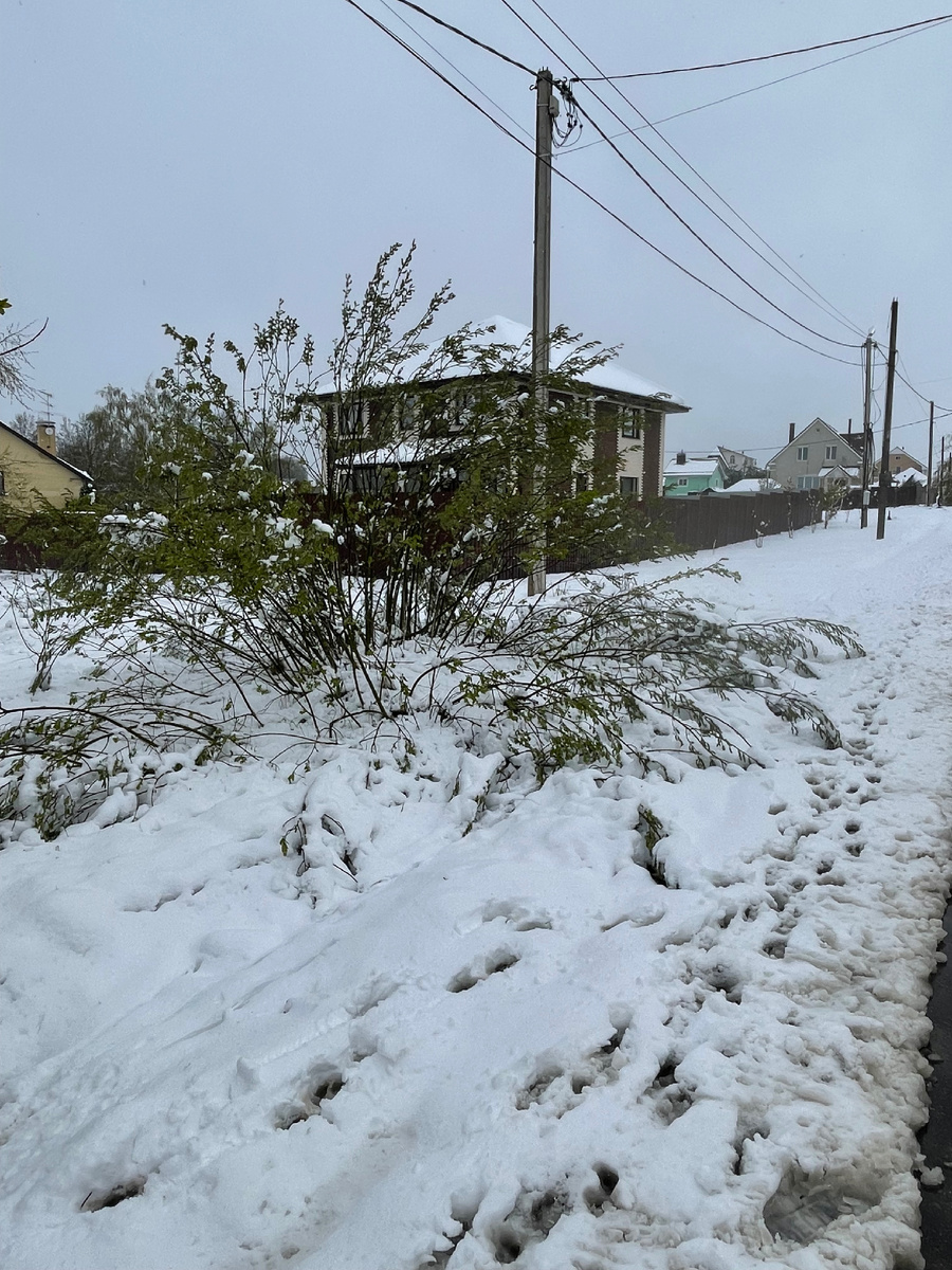 Это вообще-то высокий плотный куст. Был