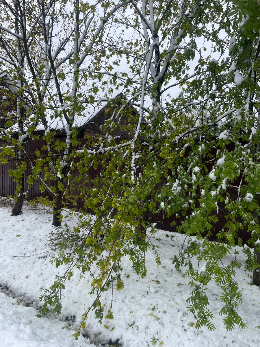 Вот таких сломанных деревьев - через каждый шаг.