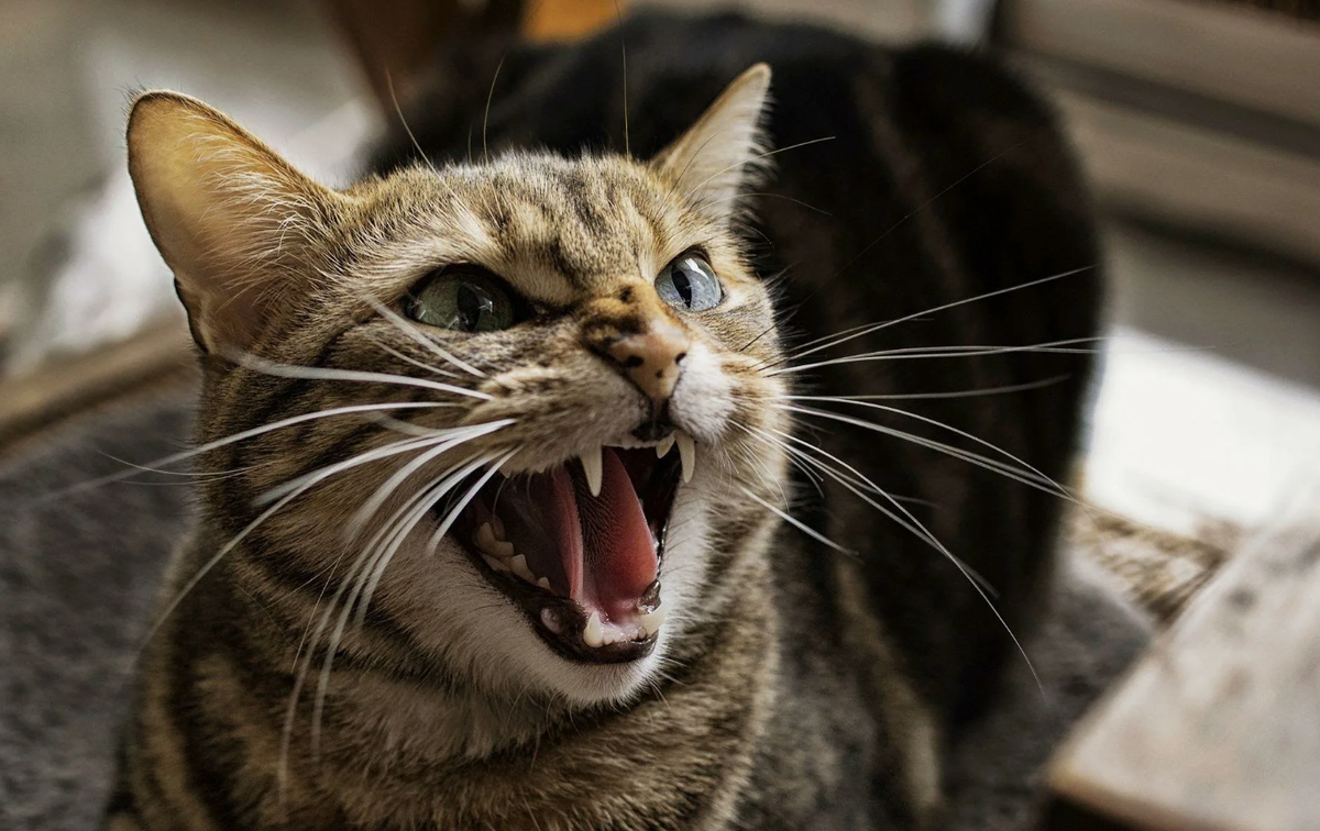 - Не бесите меняу!