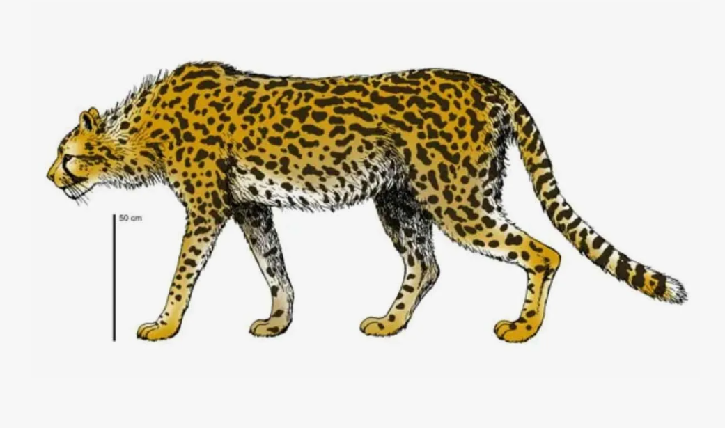 Acinonyx pardinensis