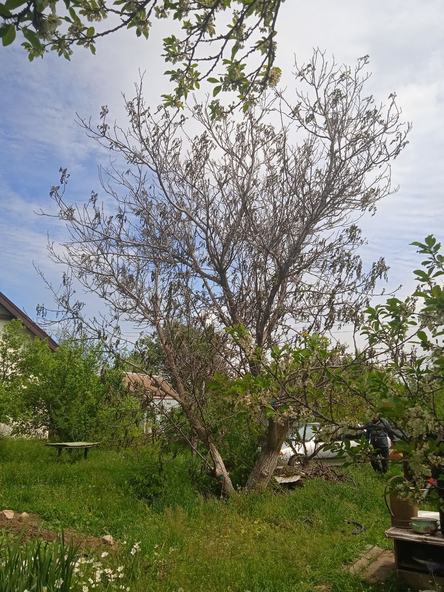 Пострадавший орех.