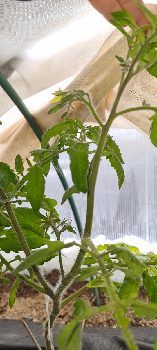 Зима пришла ,а мы цветёт. 