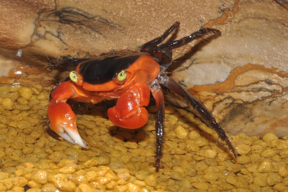 Краб затаился на дне