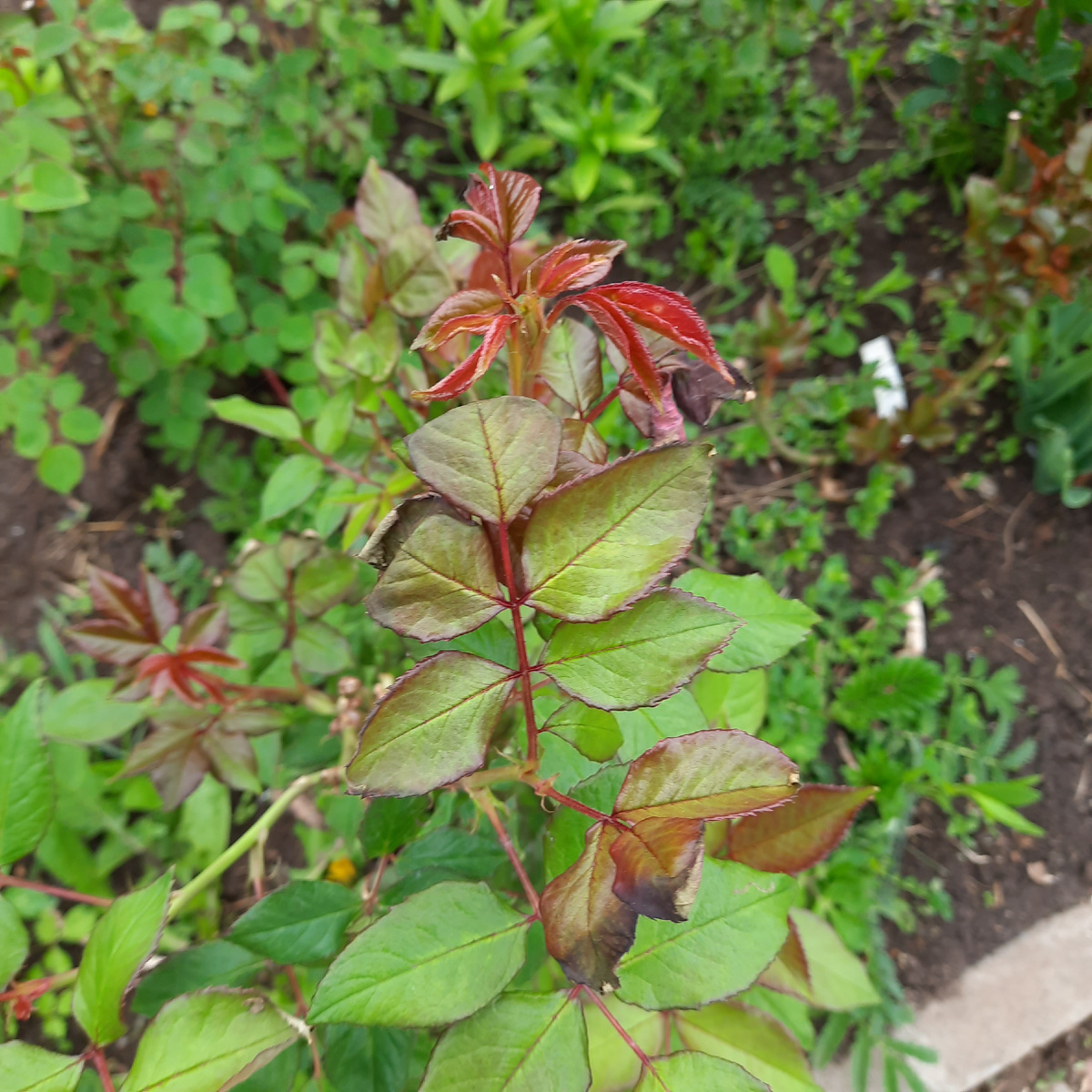 Вот так выглядят розы посаженные в сезоне 24