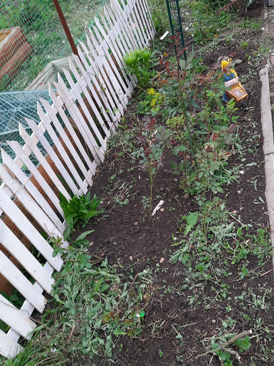 Розарий у техпостроек  уже с заборчиком, отделившим розы от огорода))) за забором ящиками прикрыты перцы