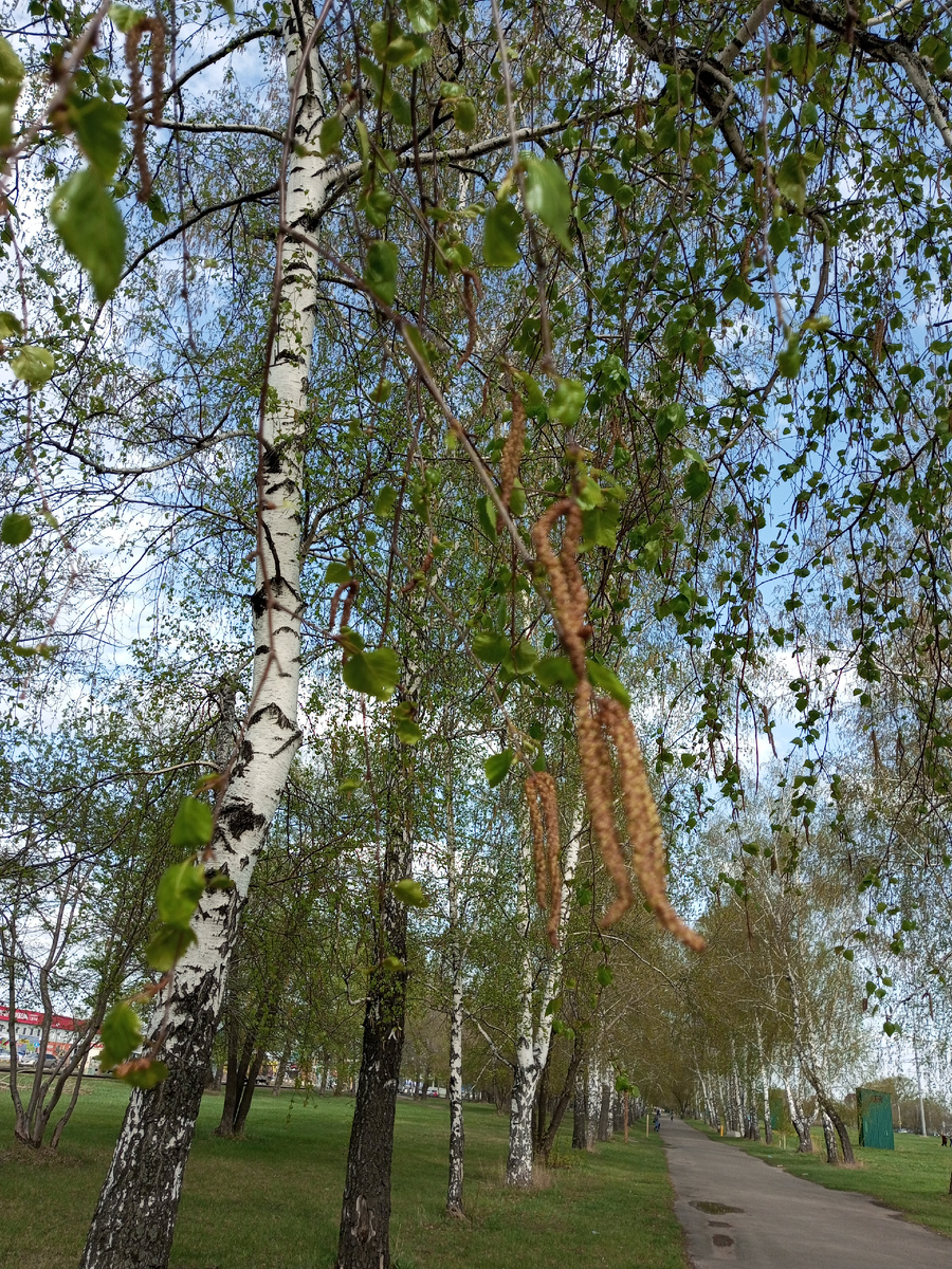 Берёзки стоят нарядные, появились серёжки, птички поют и пахнет особенно... 