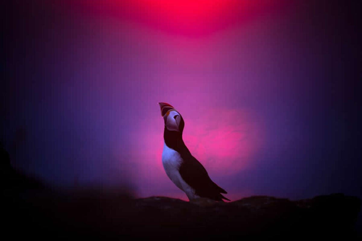    Победитель в категории «Птицы»: Брачное шоу / © Karsten Mosebach