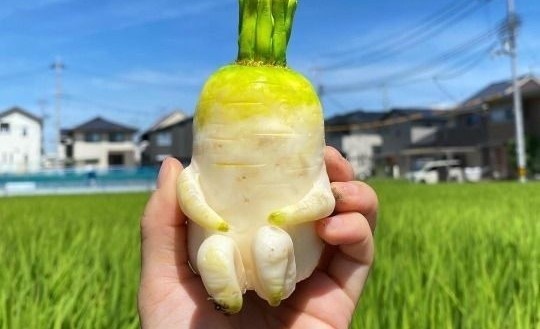 Это вас точно рассмешит! 30 уморительных фото овощей и фруктов или как чудит природа