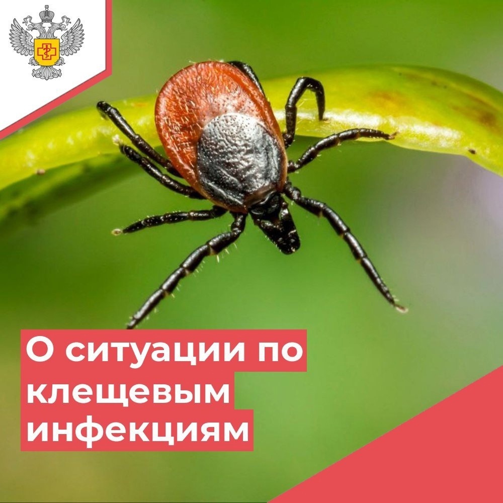 Тверичанам напомнили, как застраховать себя от укусов клещей