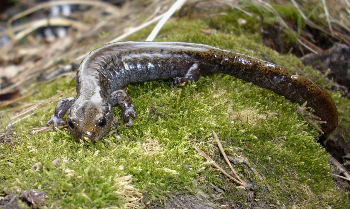 Сибирский углозуб