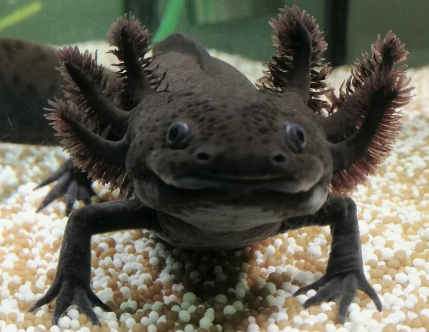 Мексиканский Тритон аксолотль