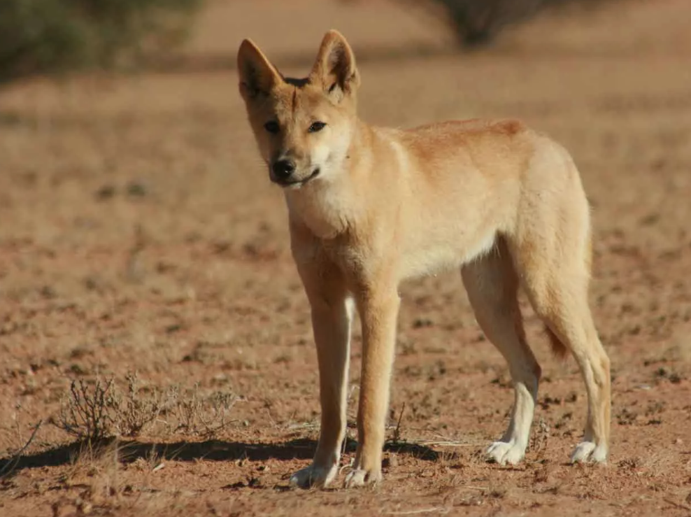 В отличие от домашних собак, у динго крайне скромный «репертуар звуков». Они редко лают, а если и лают, то это не привычный «гав», а скорее хриплый визг или короткий хрюкающий звук. Зато они виртуозно воют, причём умеют «модулировать» тон, создавая впечатление, что воет целая стая, даже если зверь один. Это важная часть их общения — и тактики запугивания.