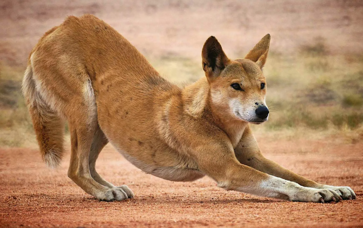 Отмечены случаи, когда приручённый динго, увезённый за 200 и более километров, возвращался на своё прежнее место. Это не просто «преданность», а, скорее всего, тончайшее чутьё, память запахов и ландшафтов, сродни ориентировке по звёздам или магнитному полю.