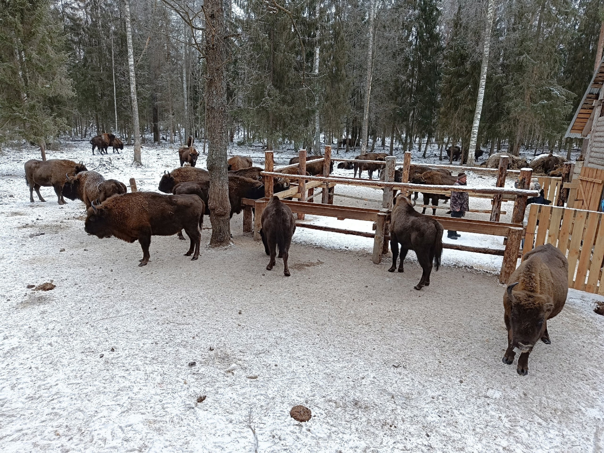 Фото: ГБУ ВО "Дирекция ООПТ"
