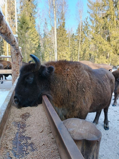 Фото: ГБУ ВО "Дирекция ООПТ"