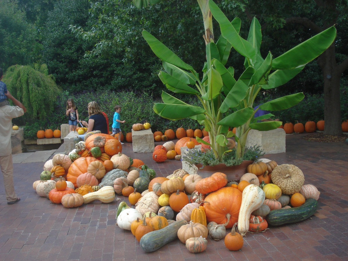 Разнообразие тыкв