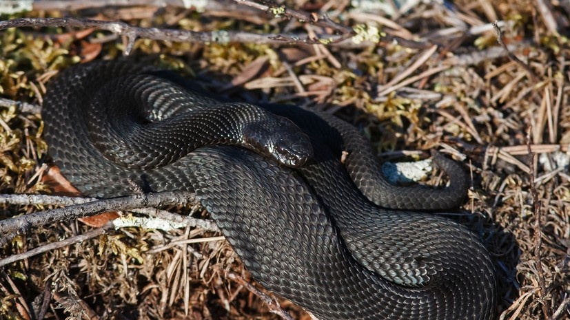Снять кольца, принять антигистаминное, поменьше двигаться. Что можно и нельзя делать при укусе гадюки? Врач дал советы