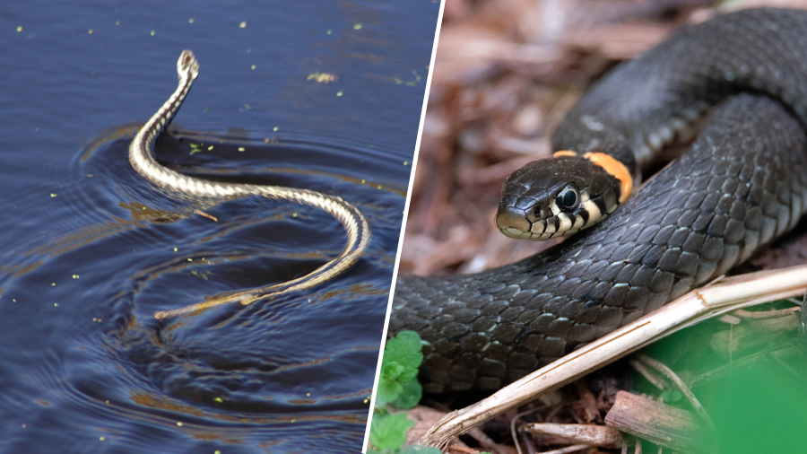     Гадюка обыкновенная / Уж / Legion-Media