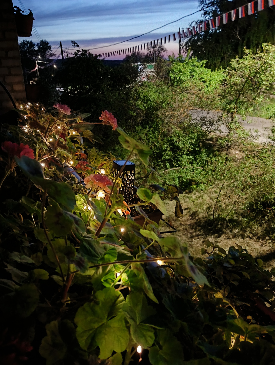 Балконные растения в гирляндах. Фото автора