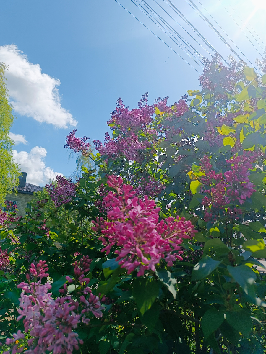 В городе зацветает сирень