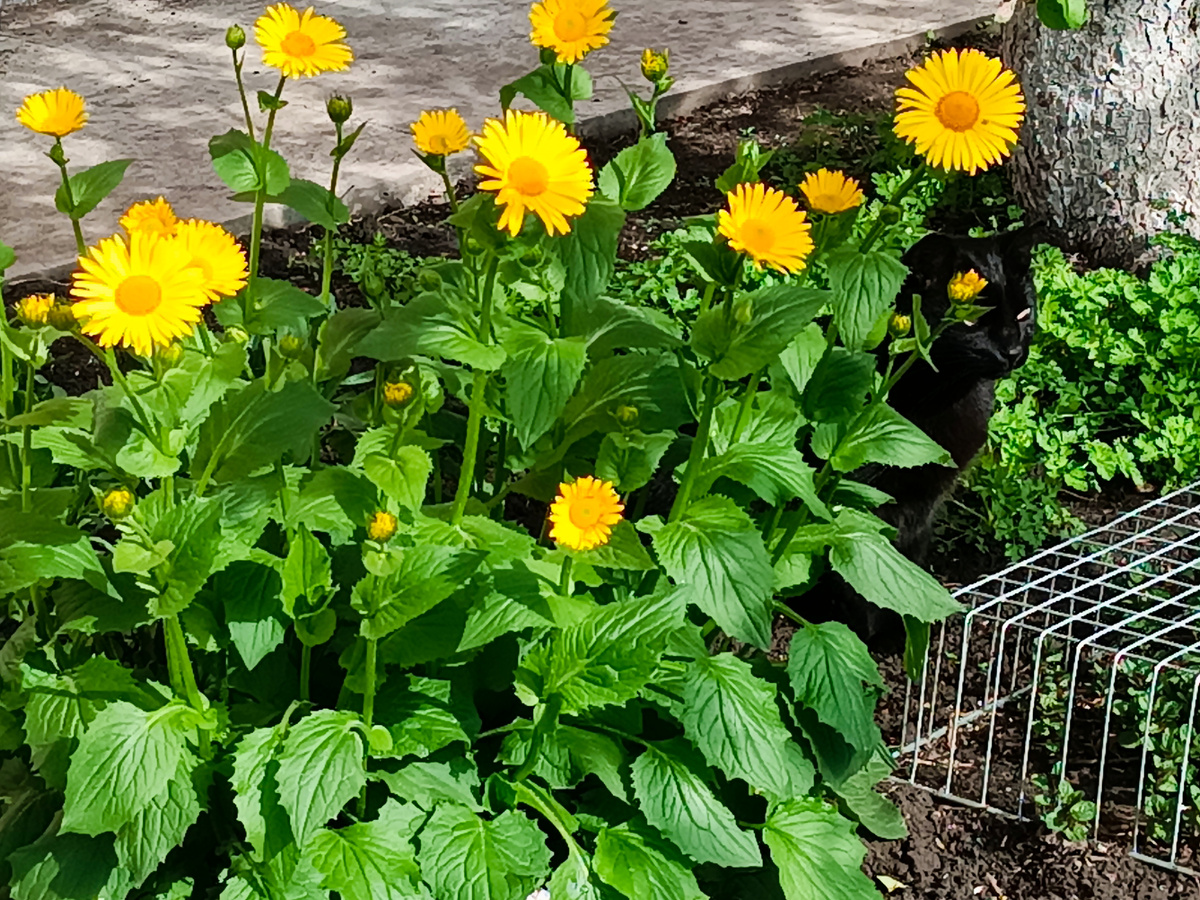 Картинка получилась как для рубрики "Найди кота"