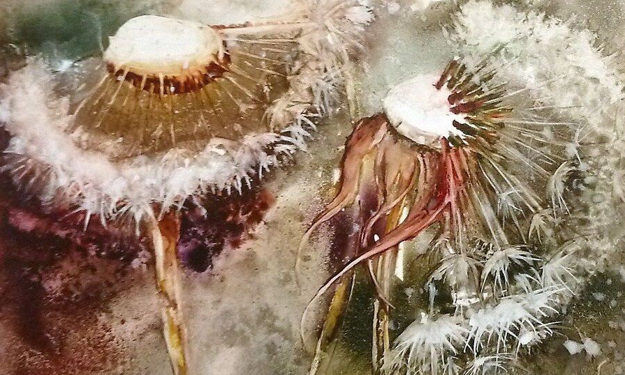 Волшебные цветы француженки Розелин Фарель